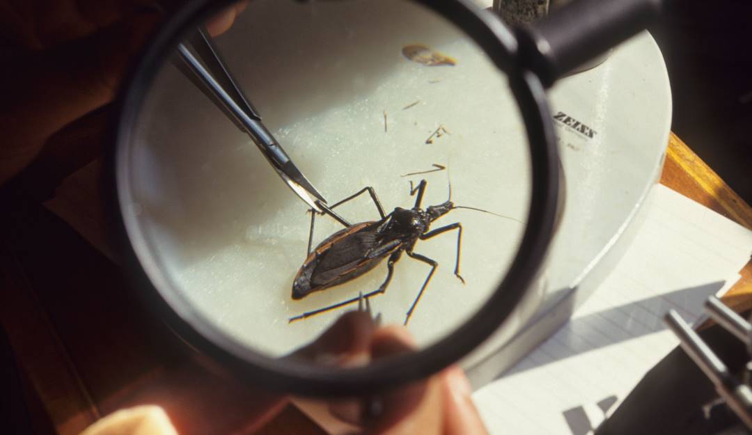 Investigación de los insectos que trasmiten Chagas.                 Foto: Getty 