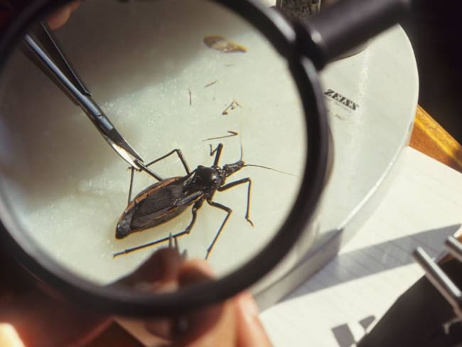 Investigación de los insectos que trasmiten Chagas.                 Foto: Getty 
