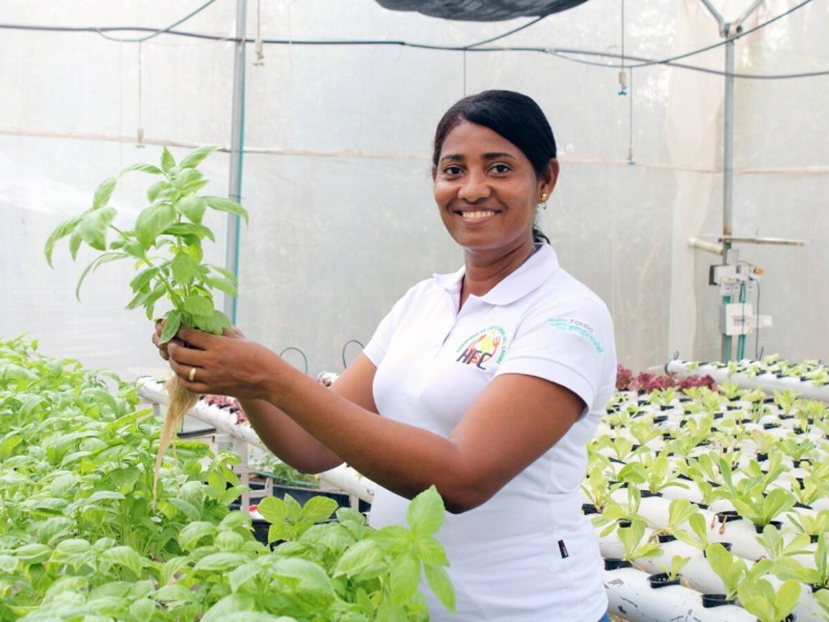 Emprendedora en Bolívar cultiva hortalizas que se venden en reconocidos restaurantes