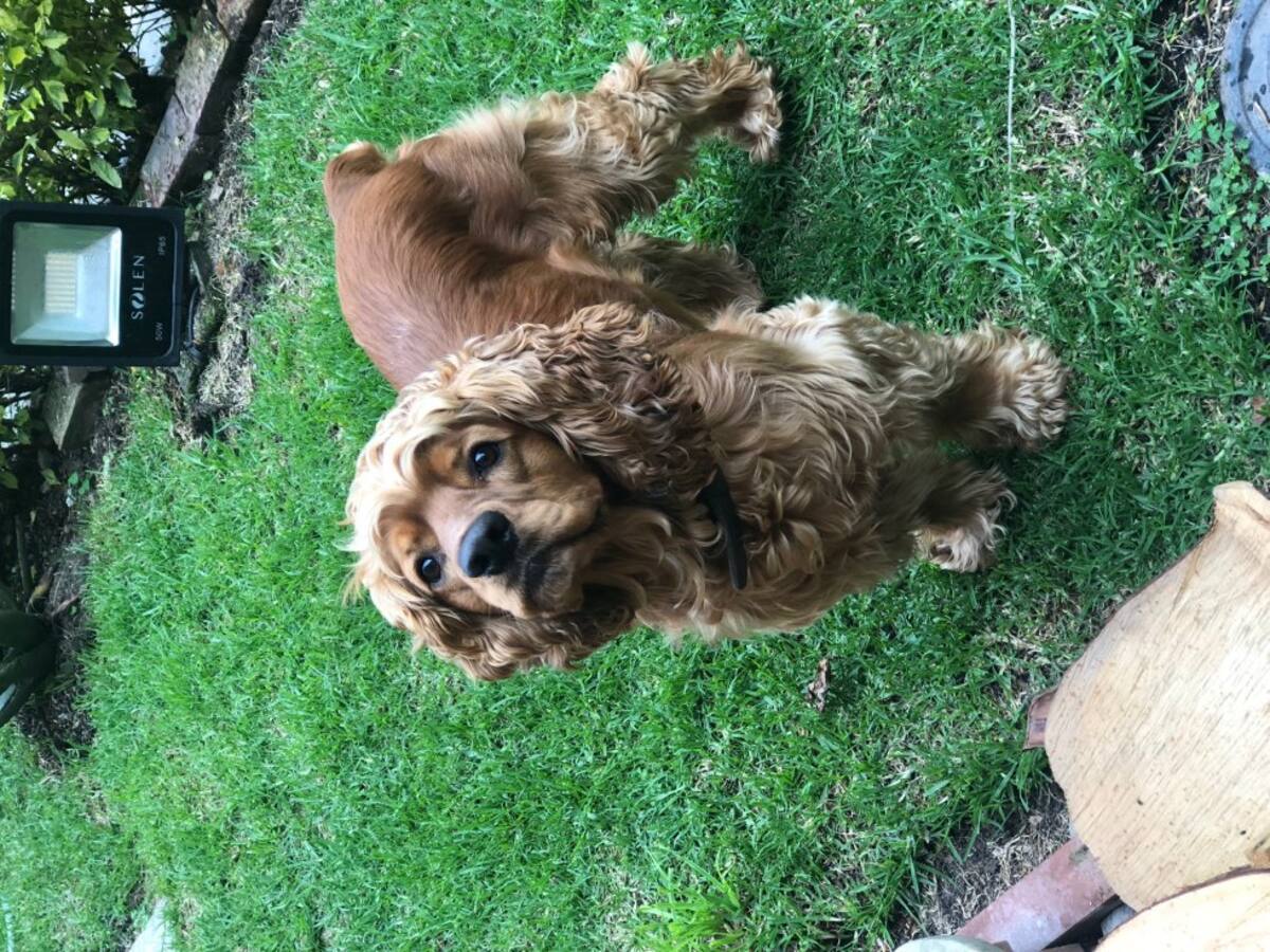 Mauricio Cedeño nos envió la foto de su perrito Tito