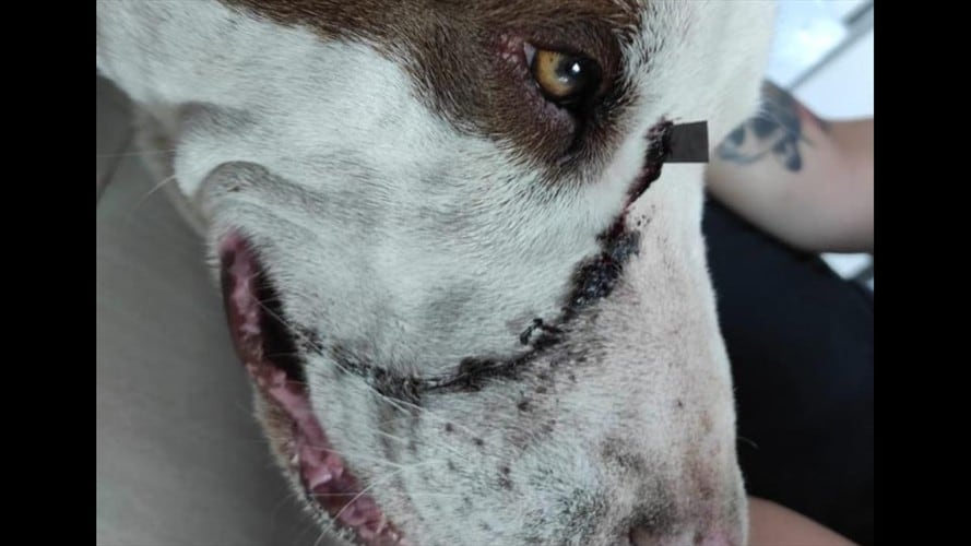 Un fiscal Gelma imputó por el delito de maltrato animal a Miguel Ángel Molina, quien el pasado 9 de enero al parecer atacó con unas tijeras a un canino. Foto: Fiscalía General de la Nación