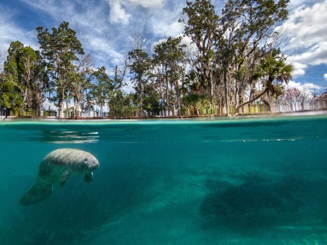 El “Manatí”, el fantasma de ríos y humedales