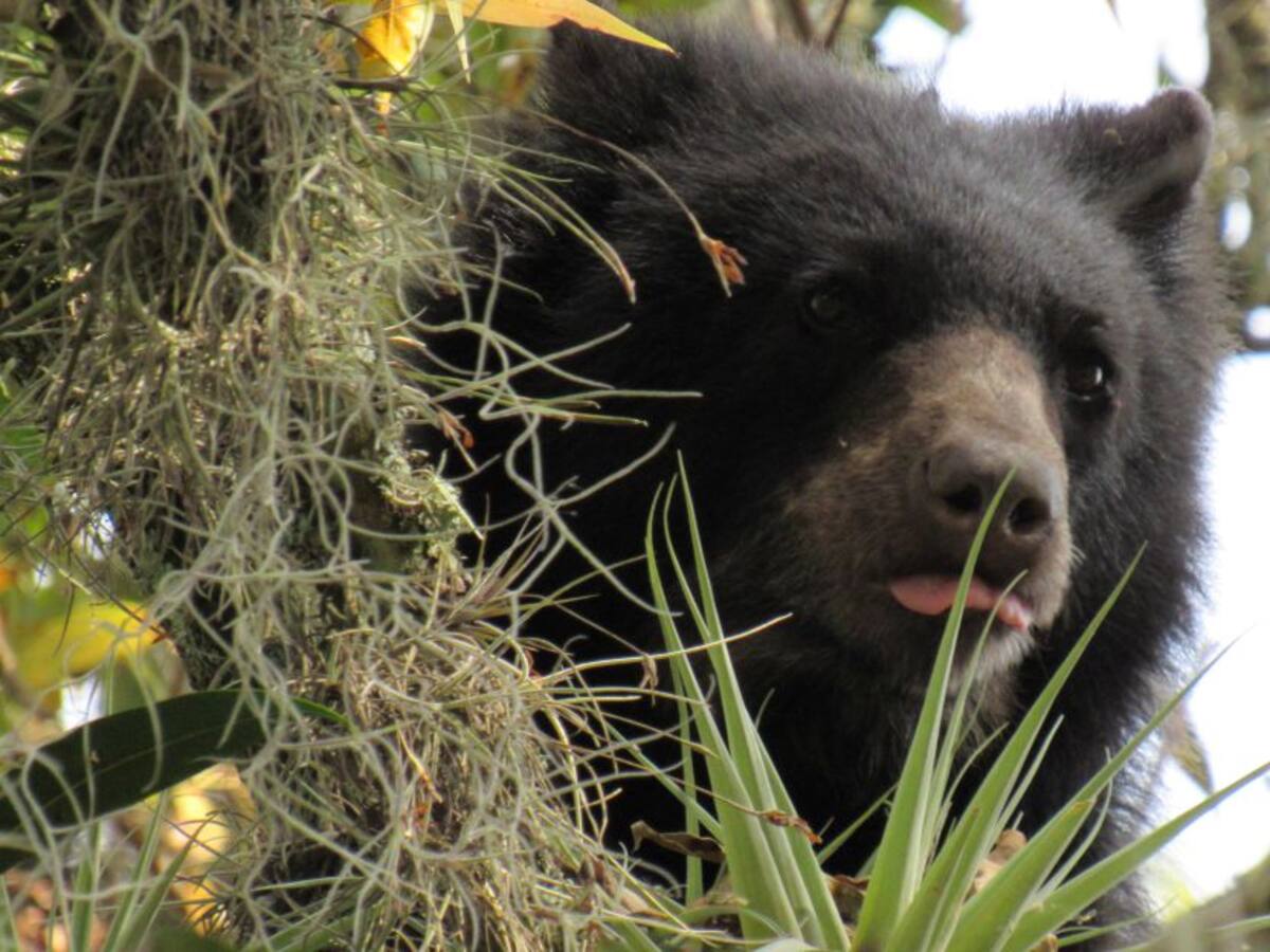 Tras las huellas de la osa Pensilvania