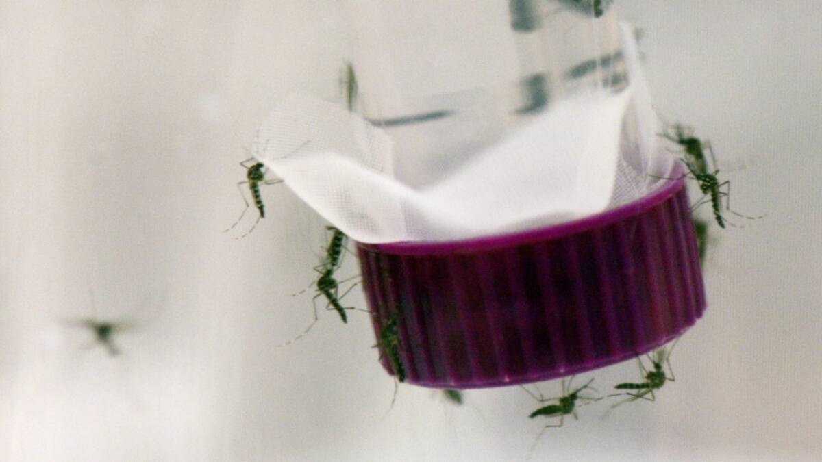 Implementan plan de contingencia en las cárceles de Caldas para prevenir casos de zika