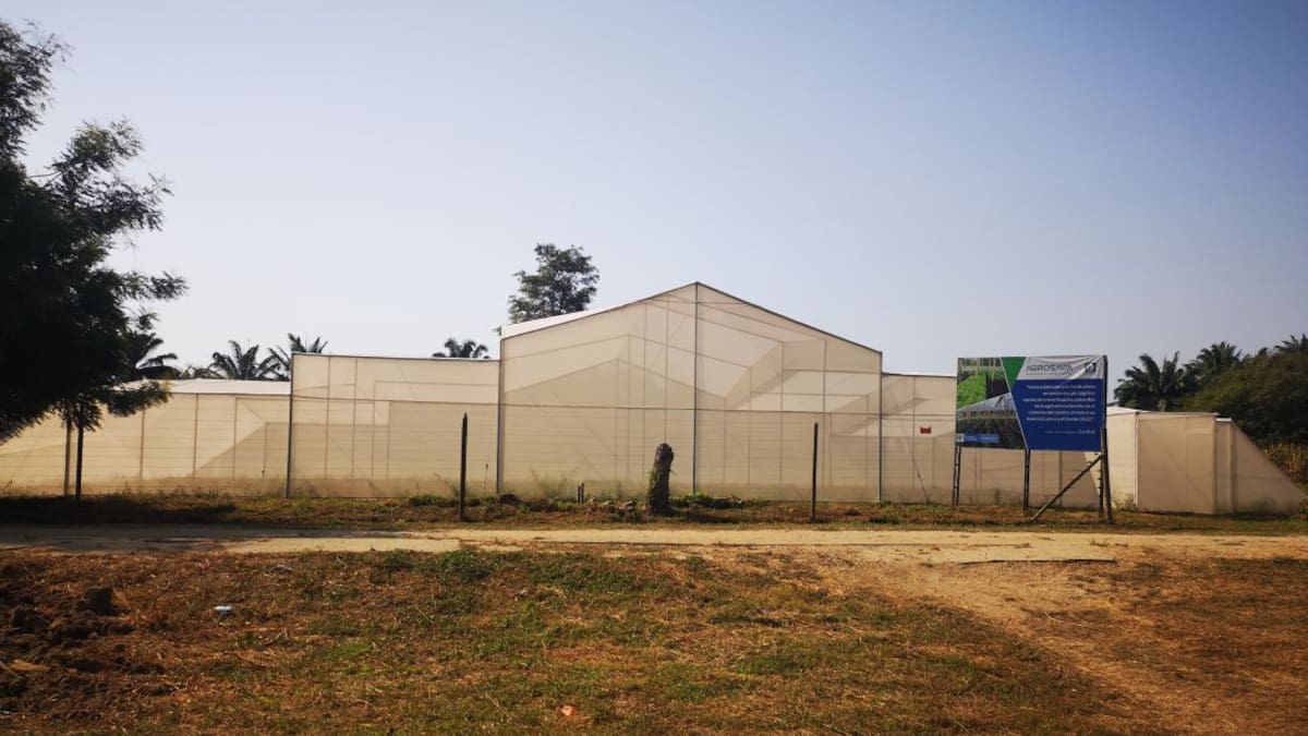 Impulsan proyecto para cultivar hortalizas en la región Caribe