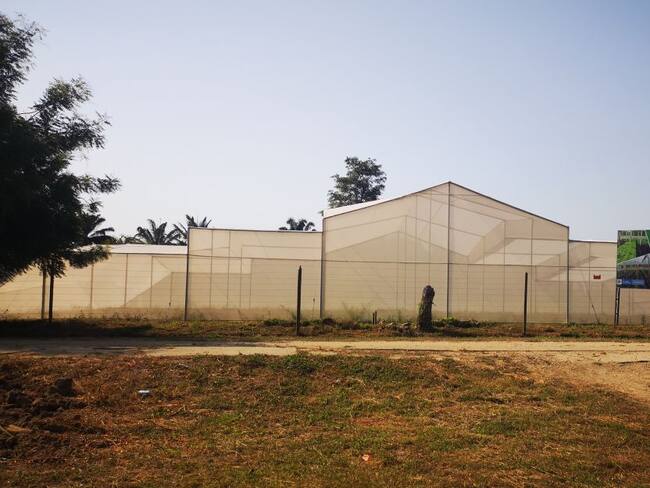 Agrosavia evaluará 8 especies de hortalizas en ambientes protegidos.