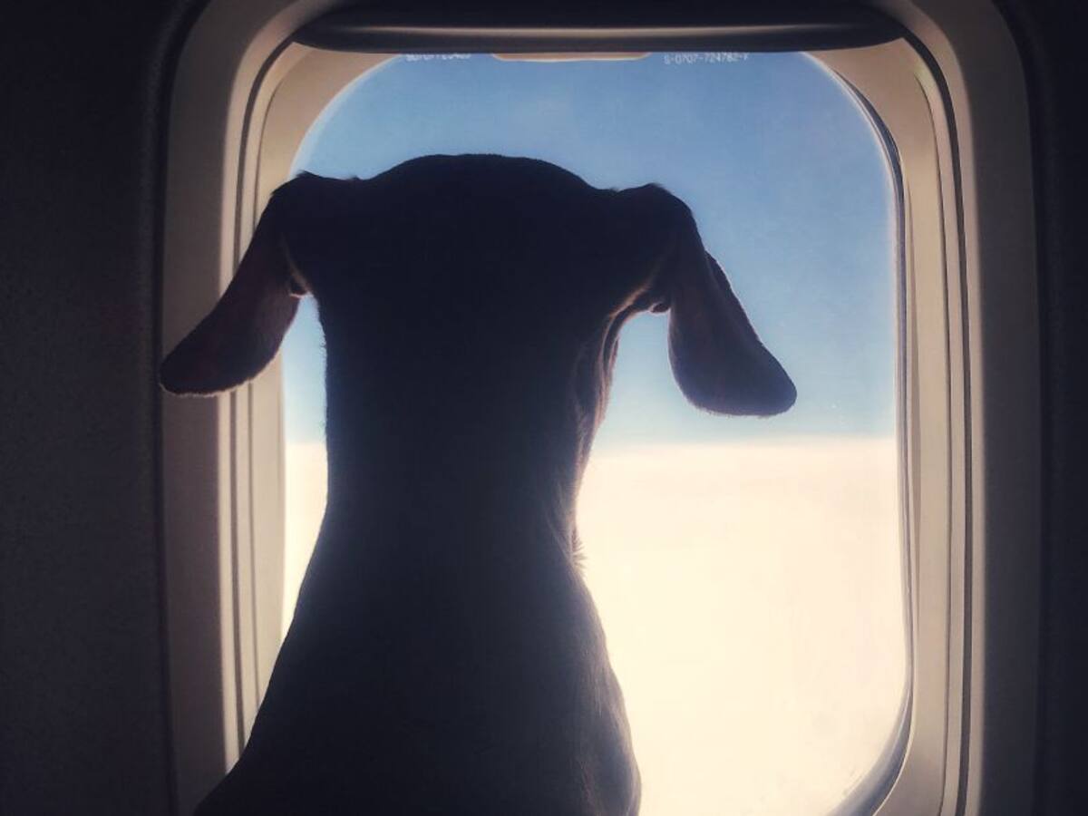 Hay muchas falencias en el transporte con animales: psicólogo canino