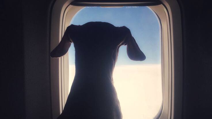 Hay muchas falencias en el transporte con animales: psicólogo canino
