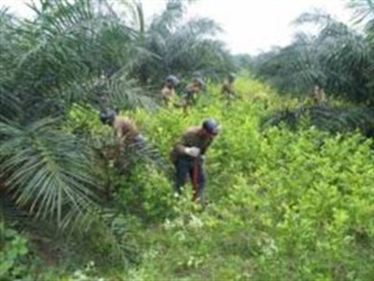 ONU revisará en Colombia zona de cultivos sustitutos de coca