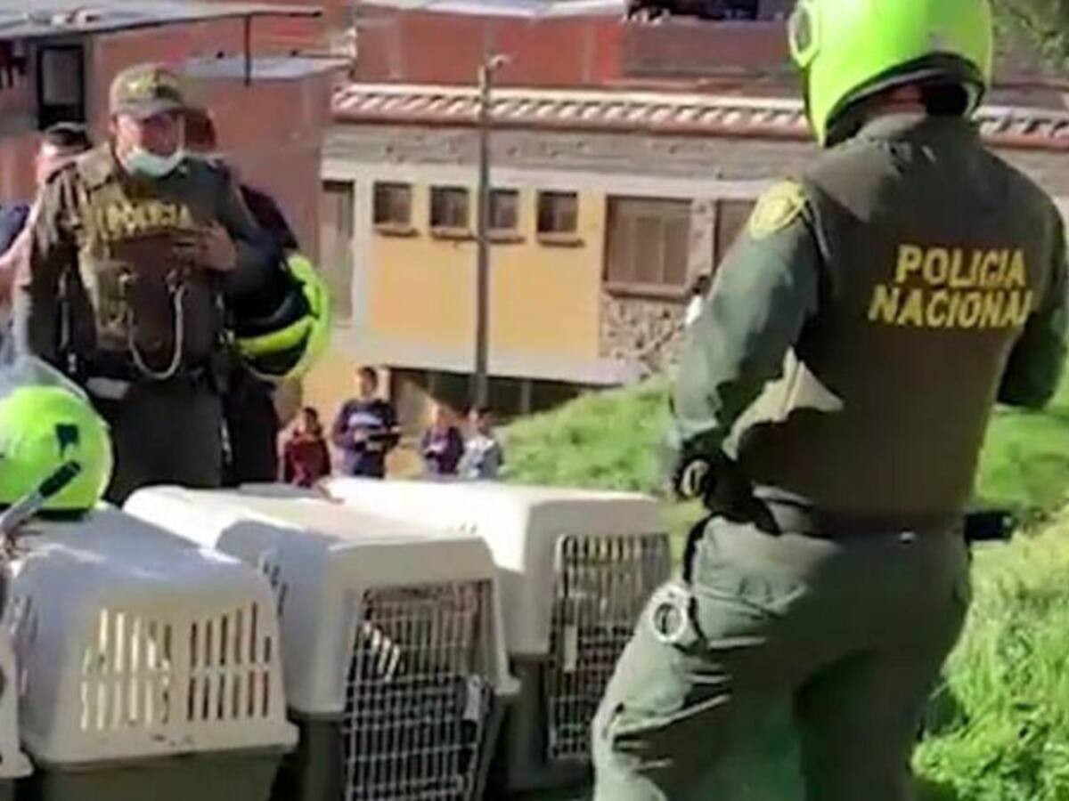 En delicado estado de salud está un niño mordido por 6 perros