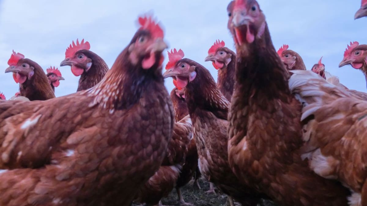 Compre gallinas certificadas y asegure una buena producción de huevos