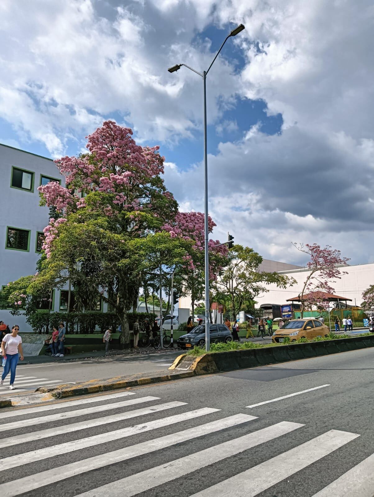 Hermoso guayacán florecido en las afueras de la sede de la Universidad La Gran Colombia, Armenia. Foto: Adrián Trejos