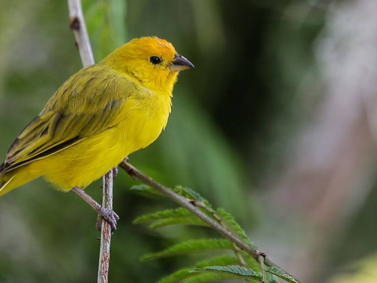 Bogotá amanece entre el sonido de los pájaros