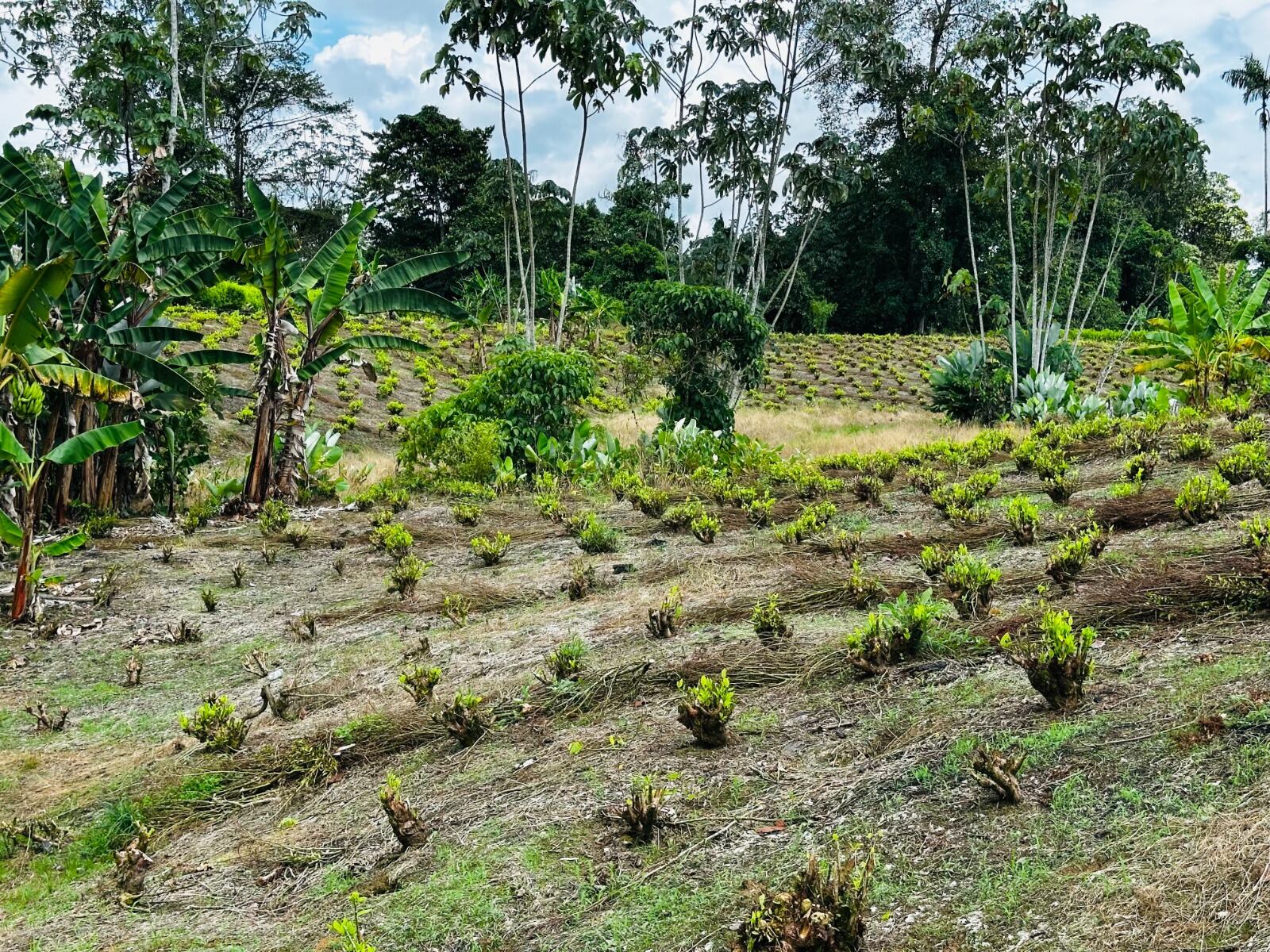 Terrenos en resguardo Inda Zabaleta- Foto: Gobernación de Nariño