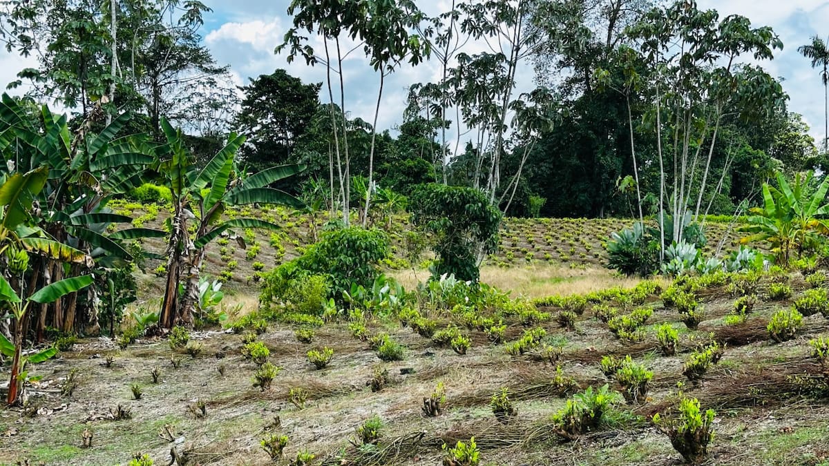 Listas las hectáreas de coca en Inda Zabaleta que serán sustituidas