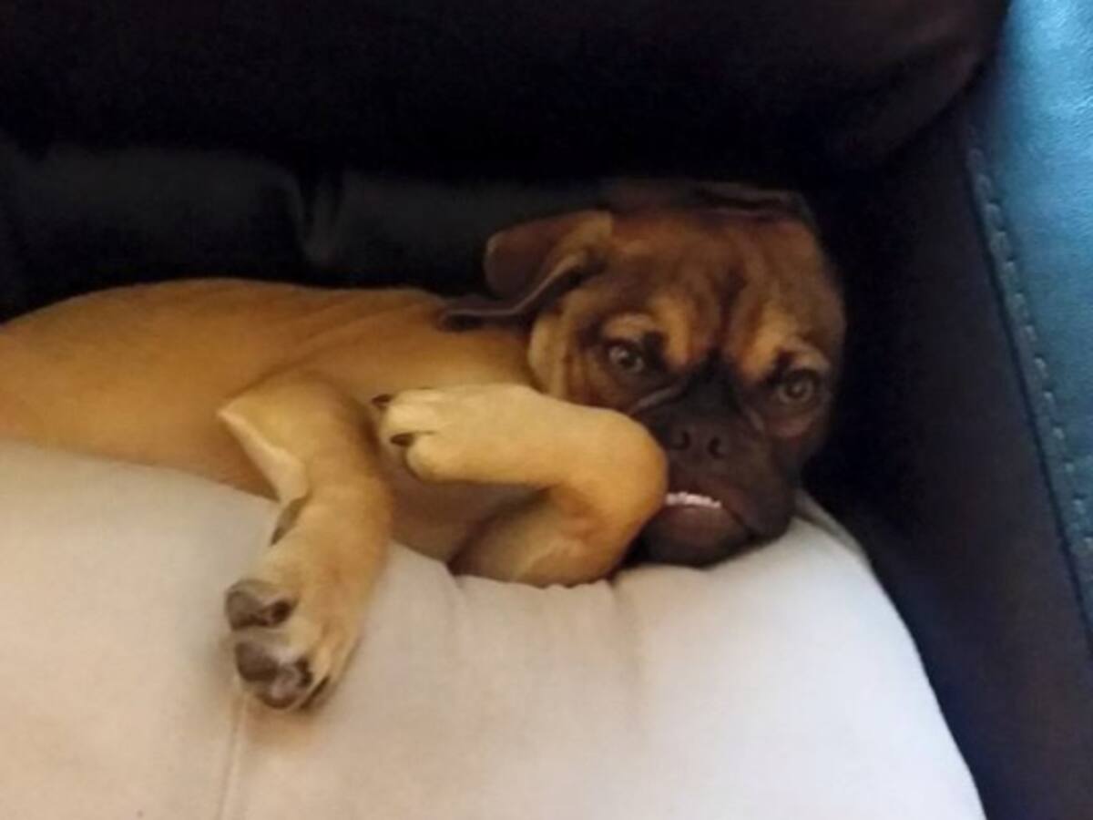 Conozca a Earl, 'el perro gruñón' que se toma las redes sociales