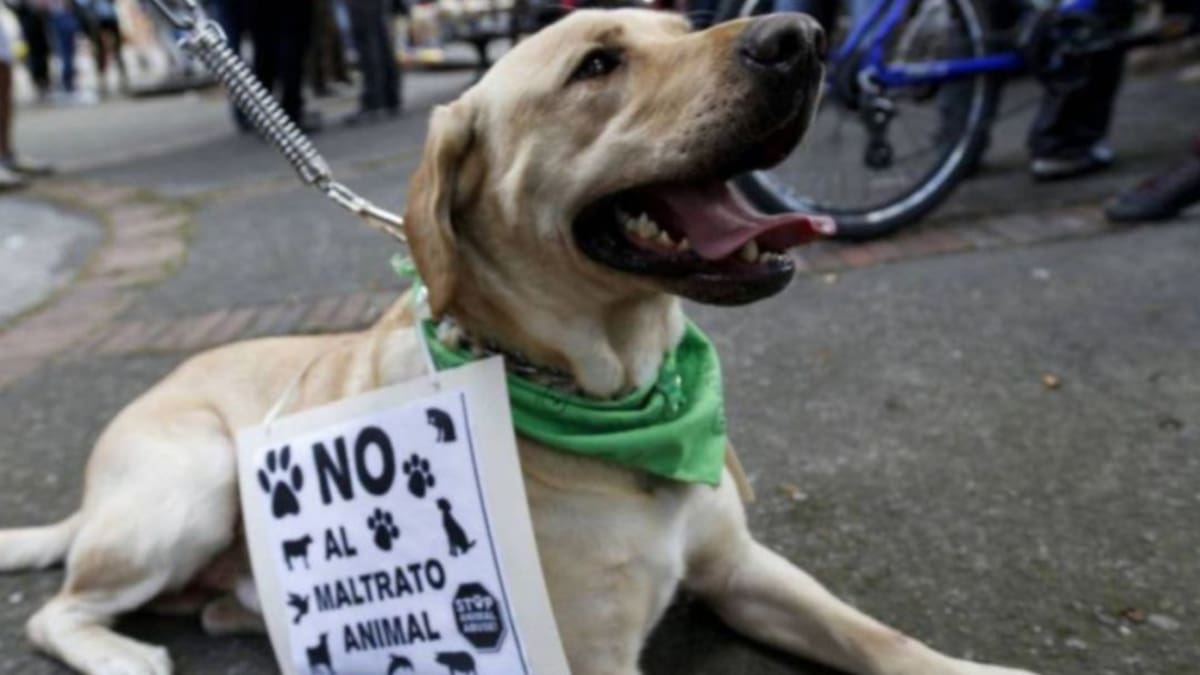 Sinergia Animal busca diálogo con bancos para mejorar políticas de protección animal