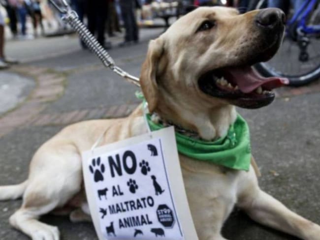 Sinergia Animal busca diálogo con bancos para mejorar políticas de protección animal