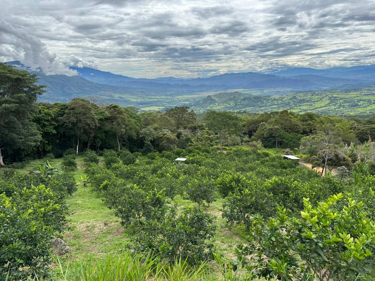 El kilo puede valer entre 500 y 1.200 pesos, en ocasiones alcanza 3.000 . Foto Carlos Torres.