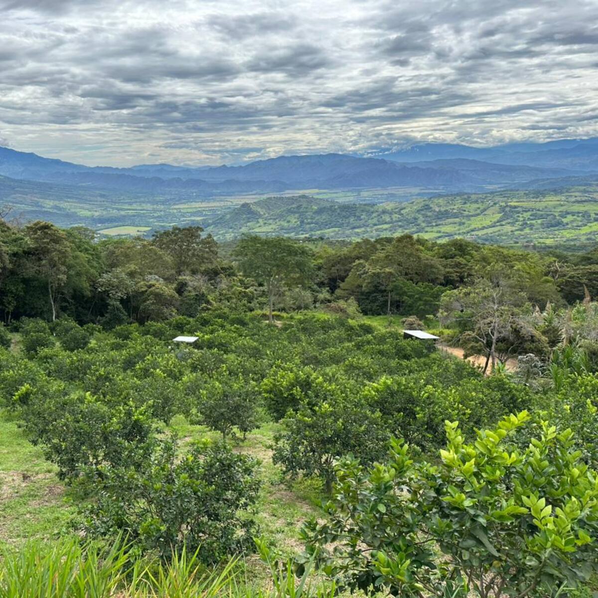 Productores de limón en Huila enfrentan crisis por bajos precios