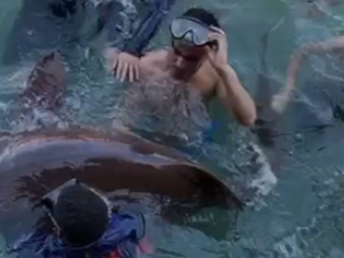 Tiburones son explotados en acuarios ilegales en zona insular de Cartagena