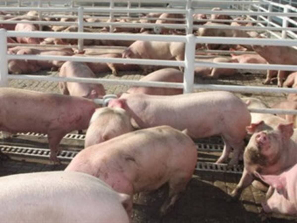 Por paro agrario podría colapsar el sector porcicultor