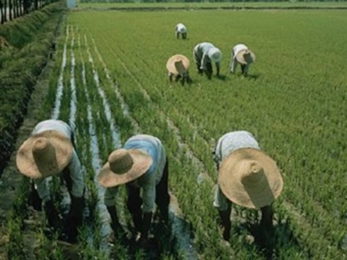 Un TLC con China beneficiaría integralmente a los productores agrícolas