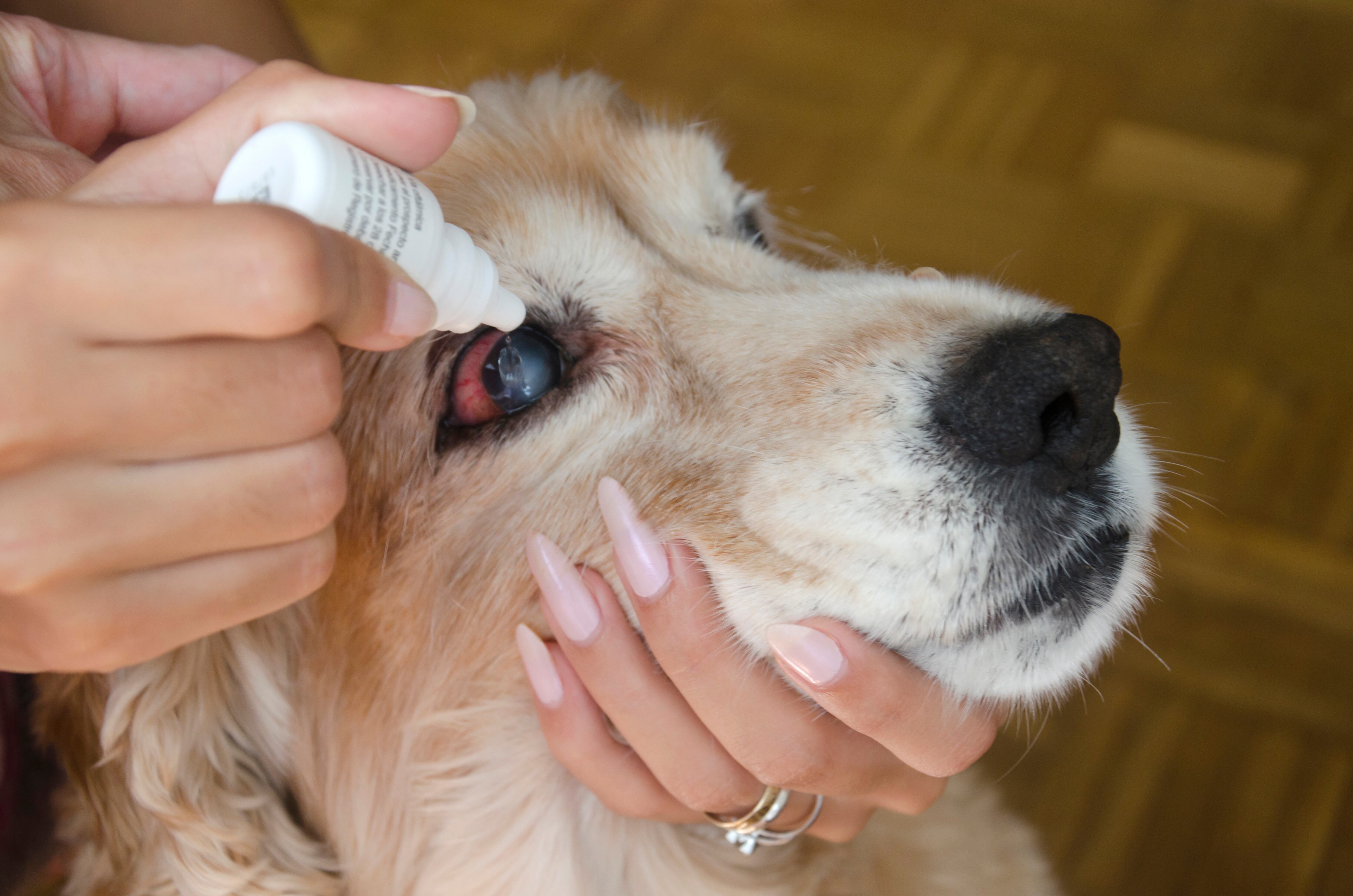 Ceguera Perros (Getty Images).
