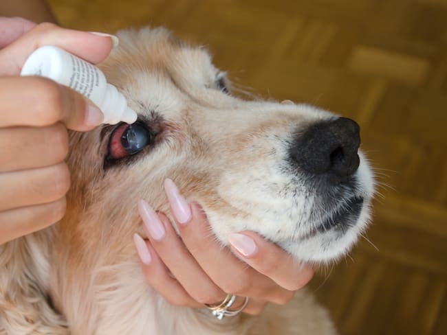 Ceguera Perros (Getty Images).