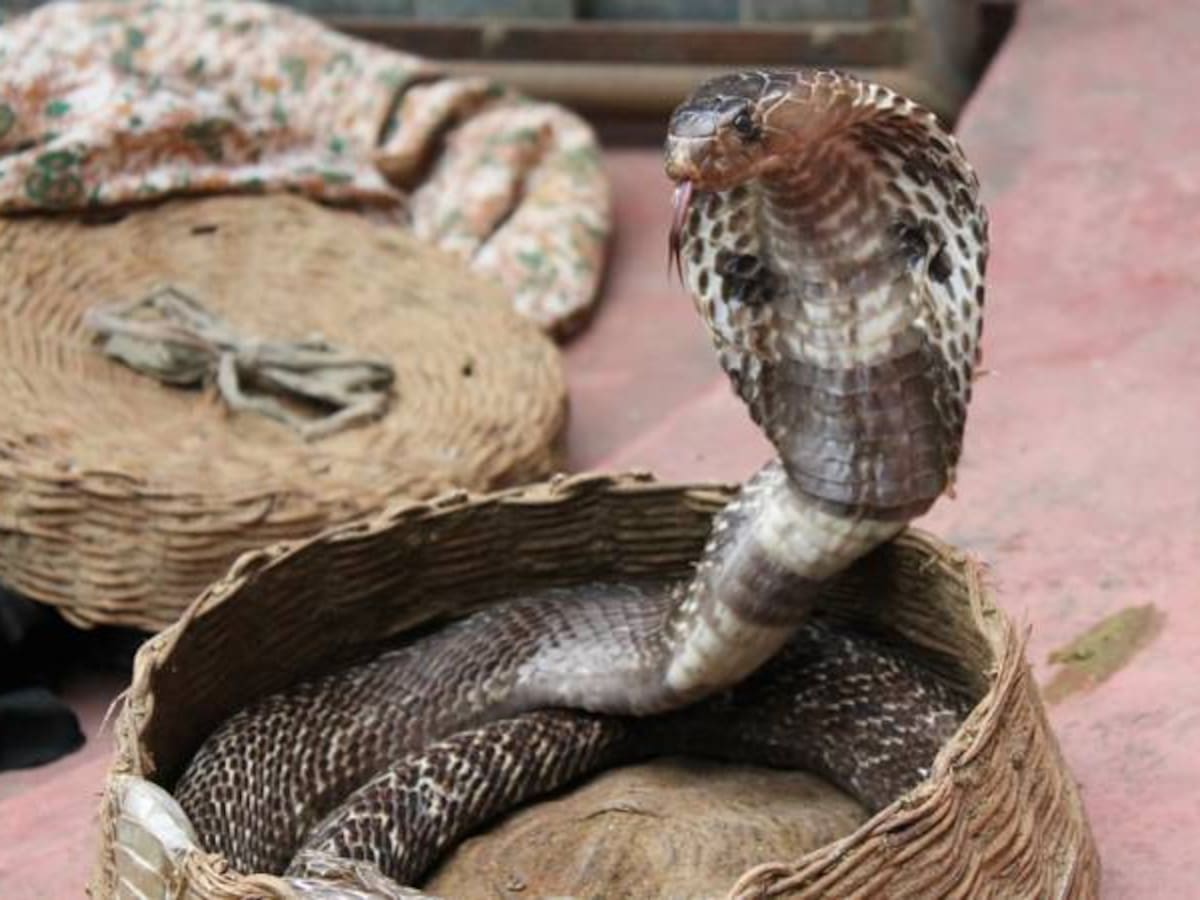 Cantante indonesia muere después de ser mordida por una serpiente