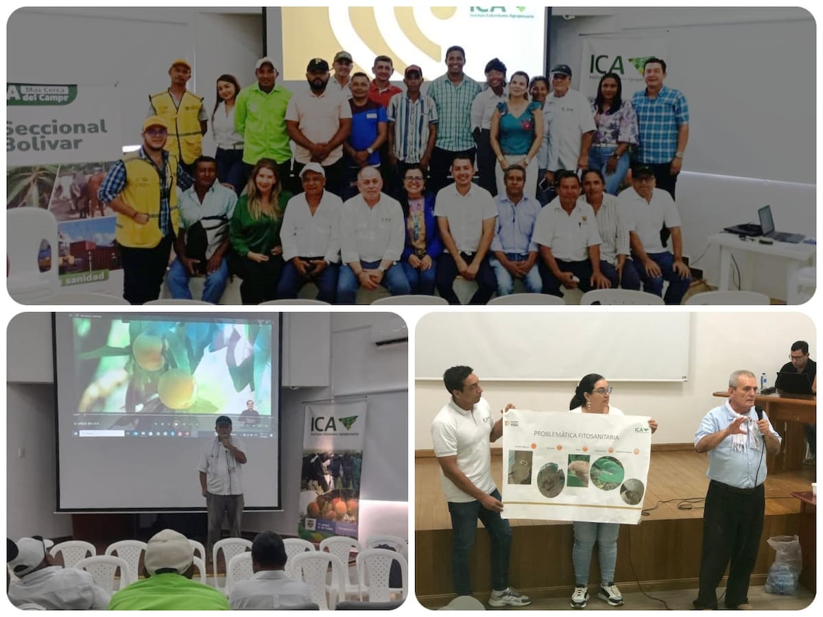 Cultivos de ñame en Bolívar se fortalecen con acompañamiento del ICA