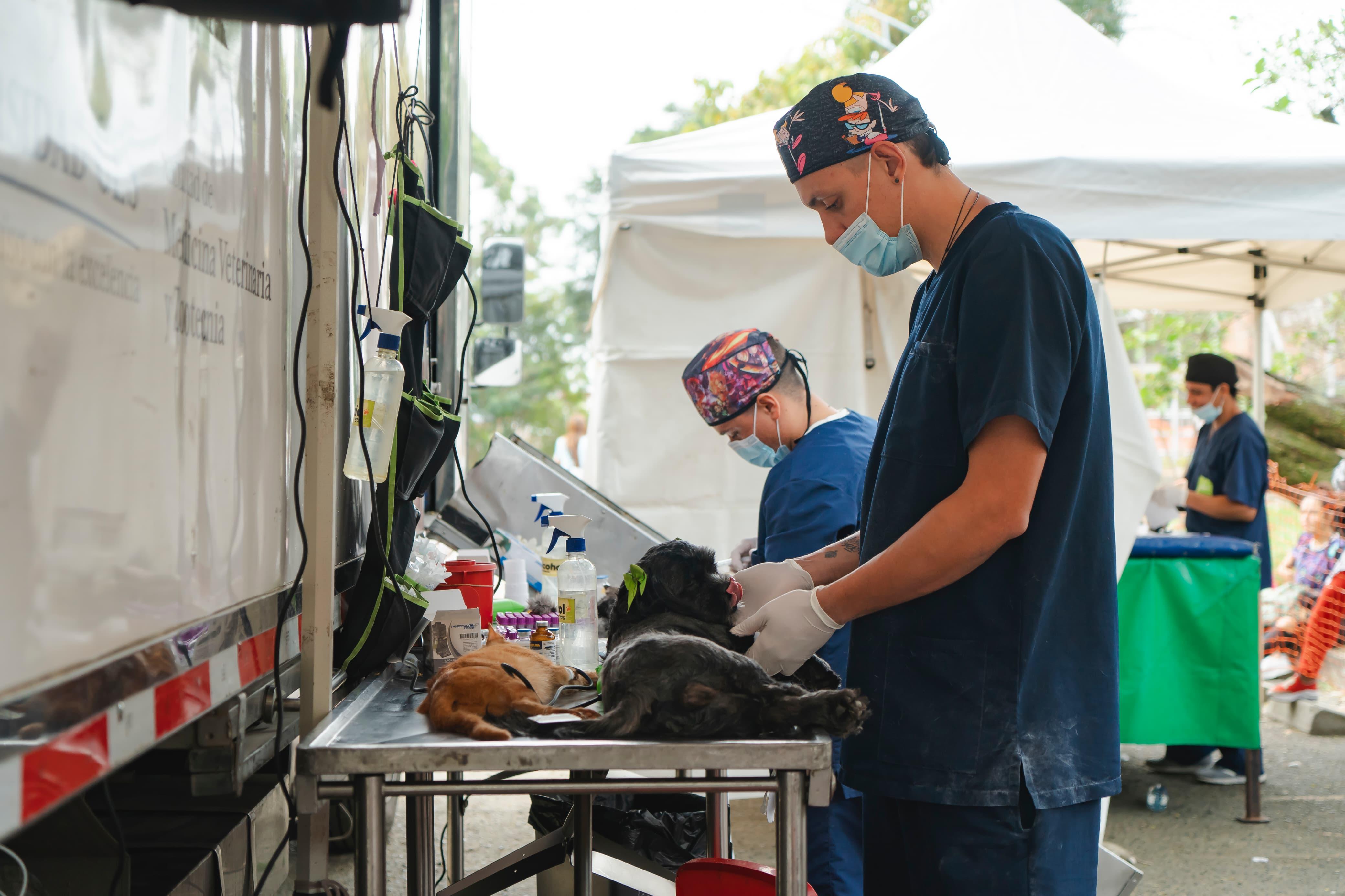 Campañas de esterilización del Área Metropolitana del Valle de Aburrá y la Universidad CES.