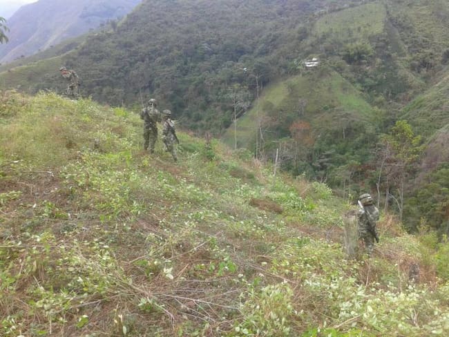 Once capturados y la destrucción de 7 mil matas de coca, dejan operativos del Ejército en el Valle y el Cauca