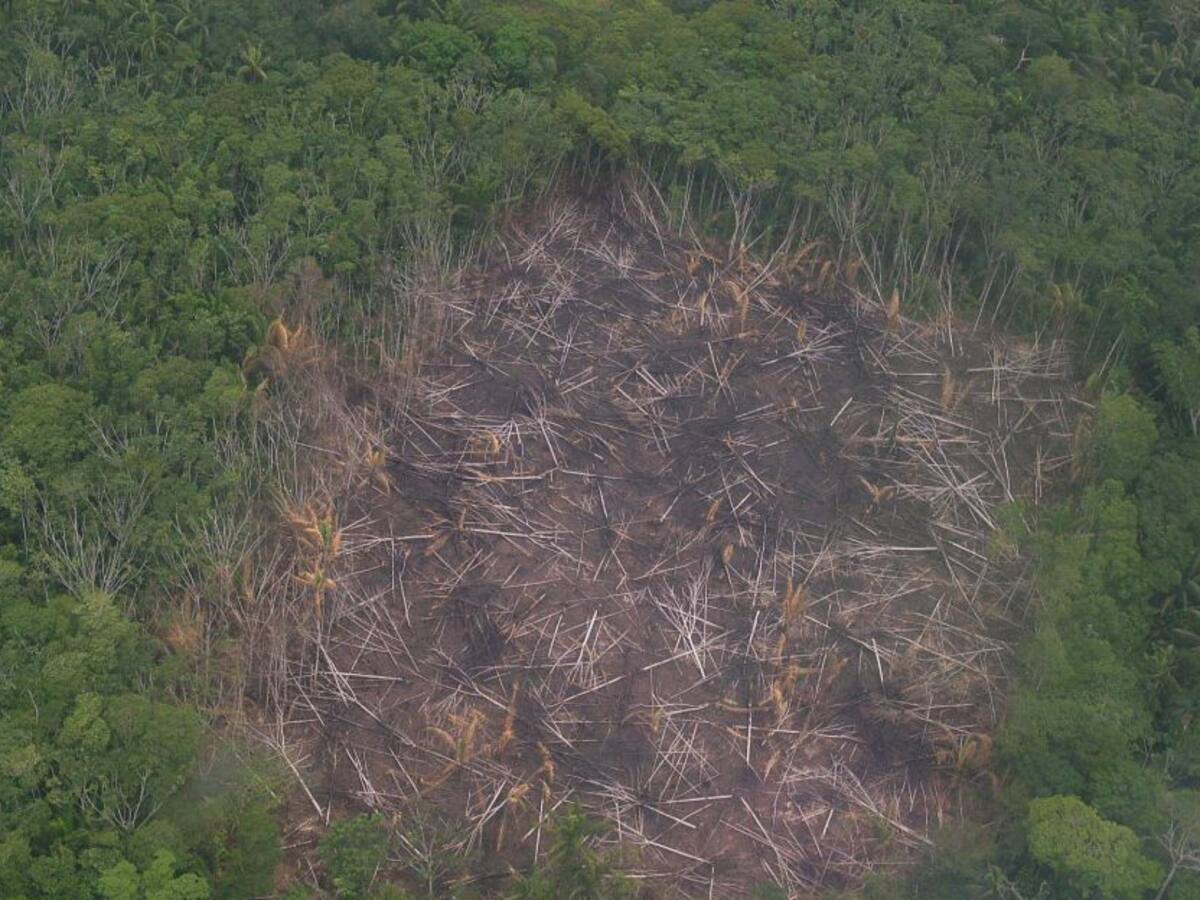 Alerta ambiental: Más del 50% del parque Tinugua estaría deforestado