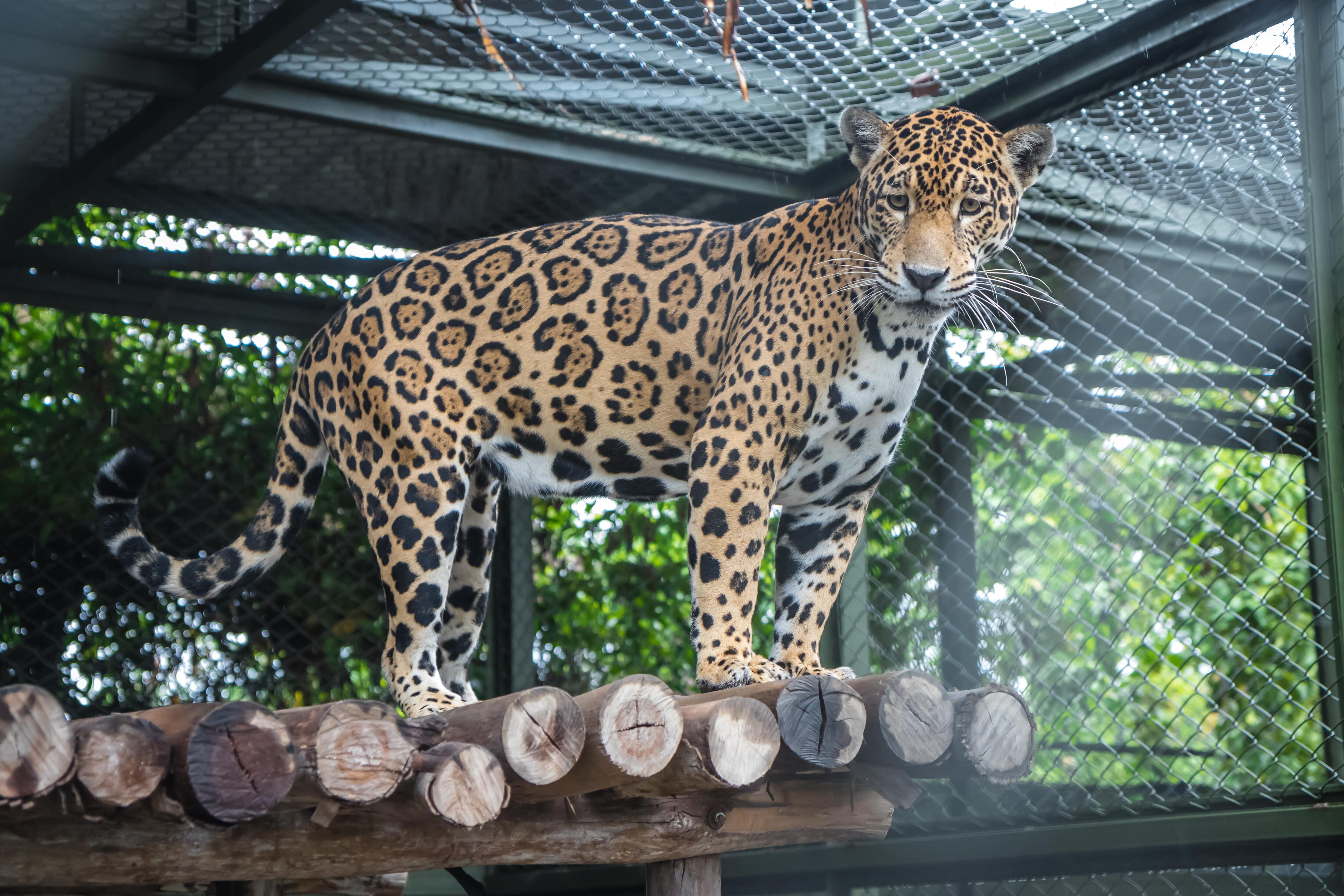 Jaguar protegido en Norte de Santander / Foto: Corponor