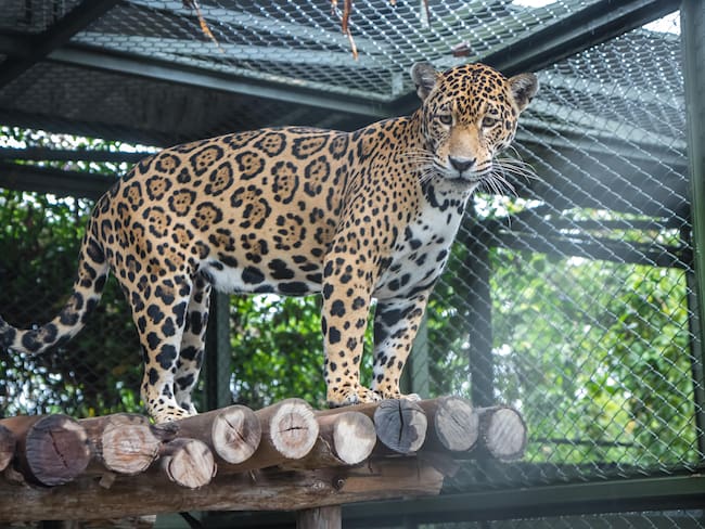 Jaguar protegido en Norte de Santander / Foto: Corponor