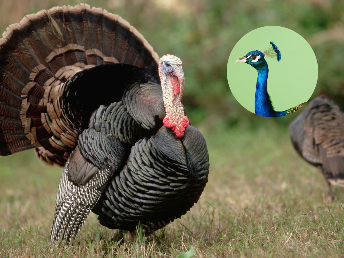 Diferencias y similitudes entre el pavo criollo, pavo real y pisco, ¿dónde encontrarlos?