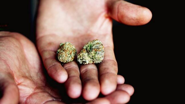 ¿Es el momento de legalizar la marihuana recreativa?. Foto: Getty Images / Sharon Mccutcheon