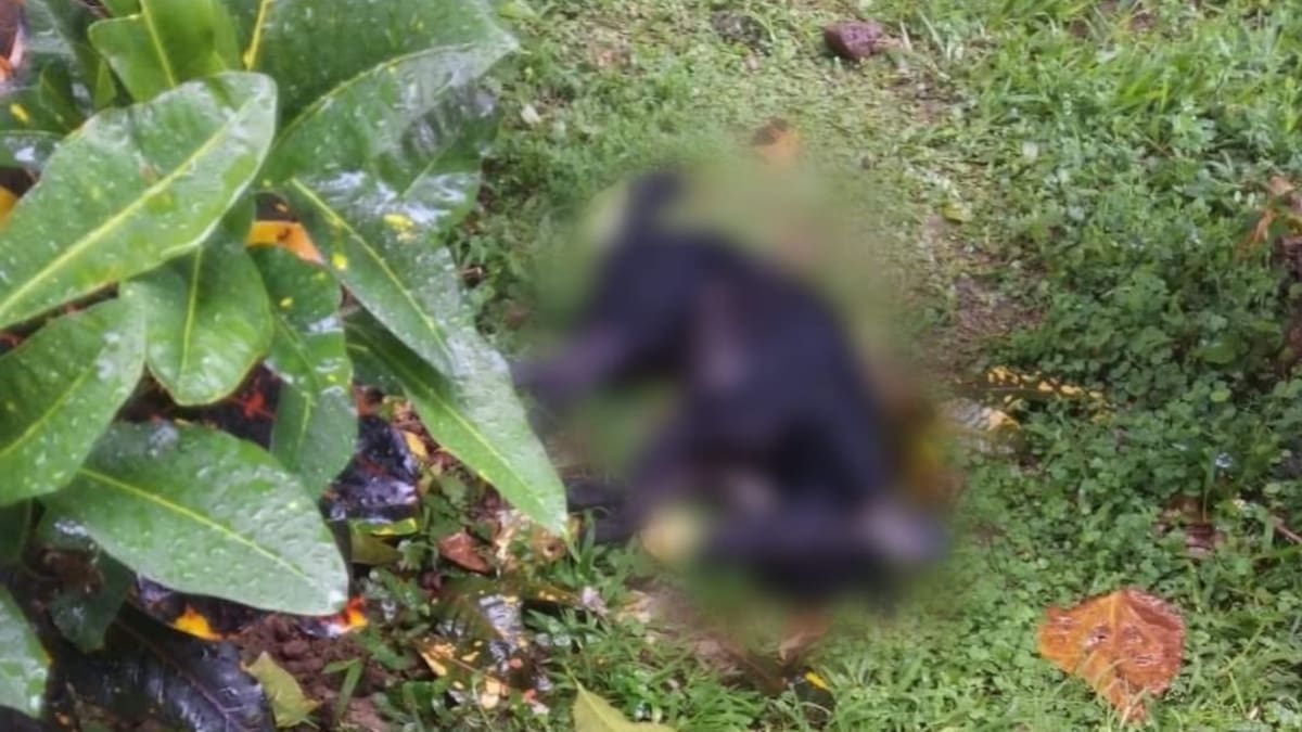 Perro murió tras ser lanzado de un piso 15 en Piedecuesta