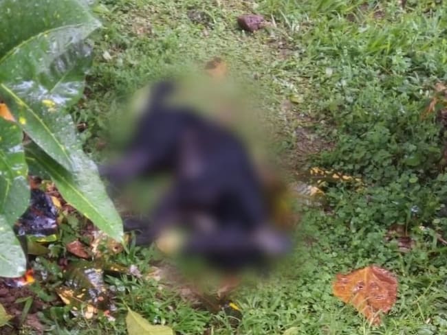 Perro murió tras ser lanzado de un piso 15 en Piedecuesta