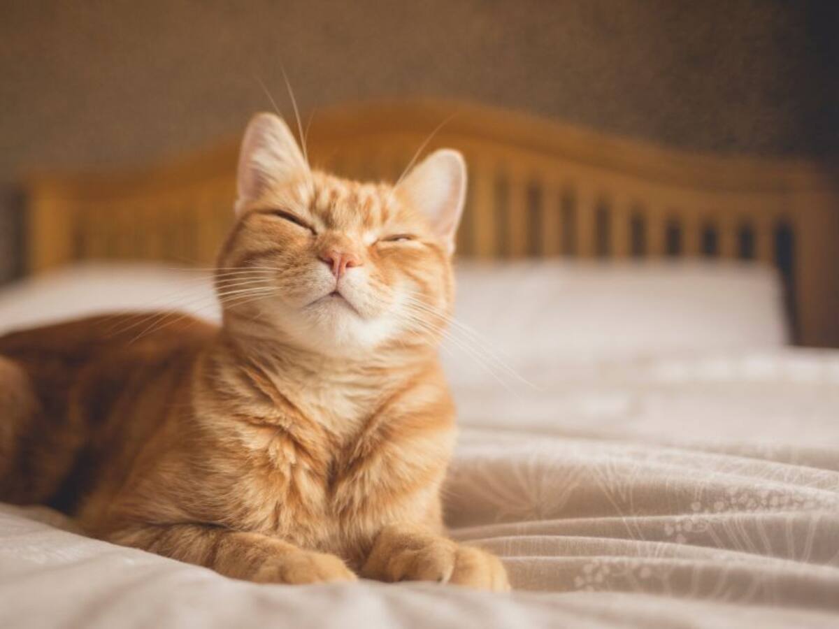 Personas con Covid-19 sí podrían contagiar a sus gatos