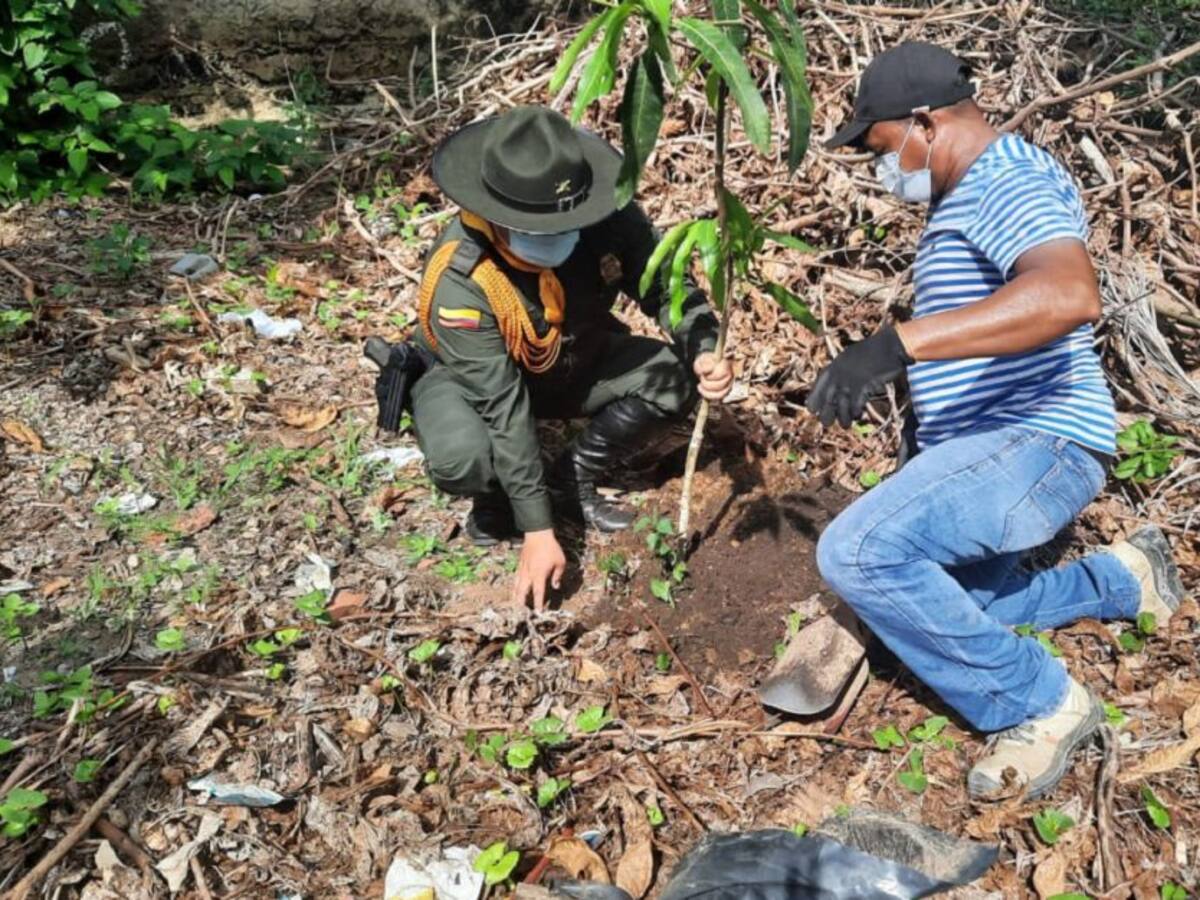 Policía se vinculó a campaña de ‘sembratón’ de árboles en Bolívar