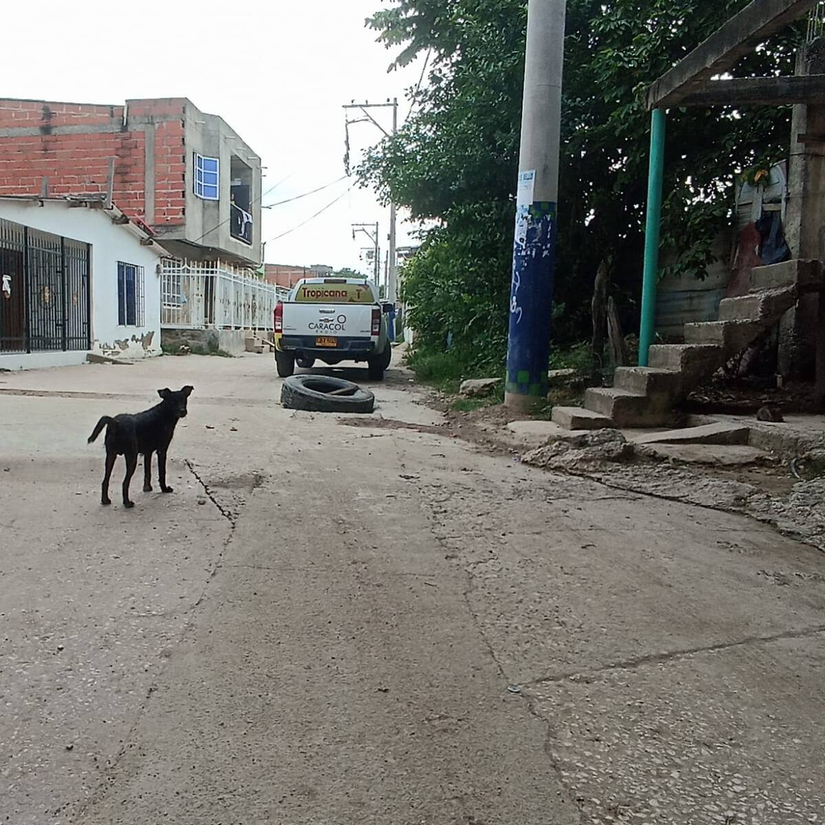 Perros se recuperan tras ser agredidos a machete en Arroz Barato: culpable sería de barrio vecino