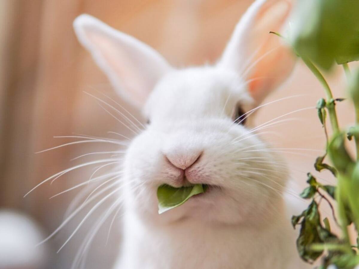 A sanción presidencial proyecto que prohíbe testeo en animales