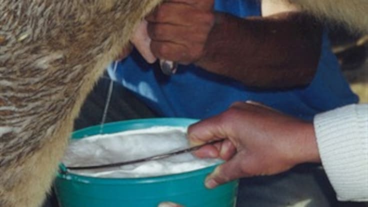 Productores de leche insisten en que no la están botando