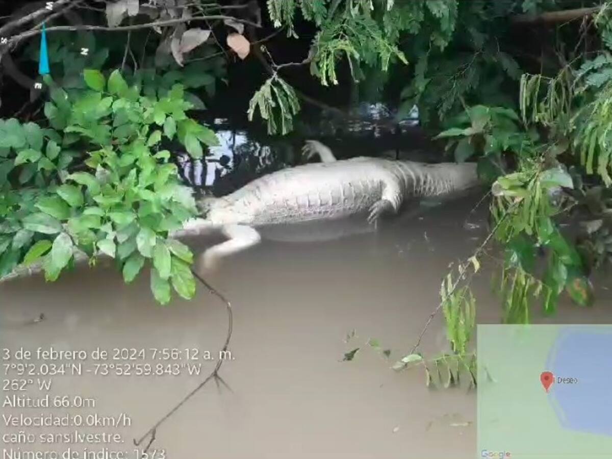 Más de 20 animales aparecieron muertos en caño San Silvestre