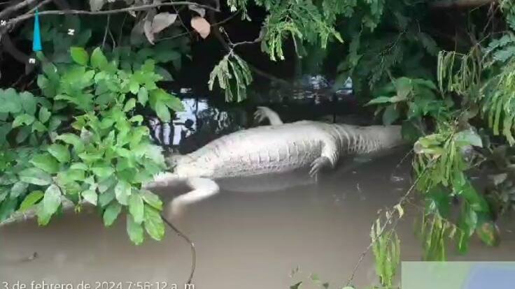 Más de 20 animales aparecieron muertos en caño San Silvestre