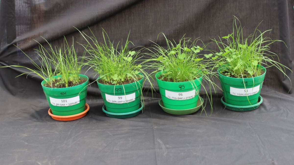 Agrosavia brinda alternativas ante la crisis de los fertilizantes