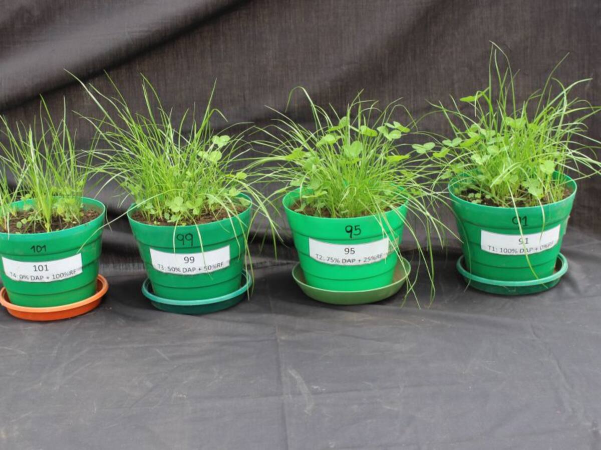 Agrosavia brinda alternativas ante la crisis de los fertilizantes