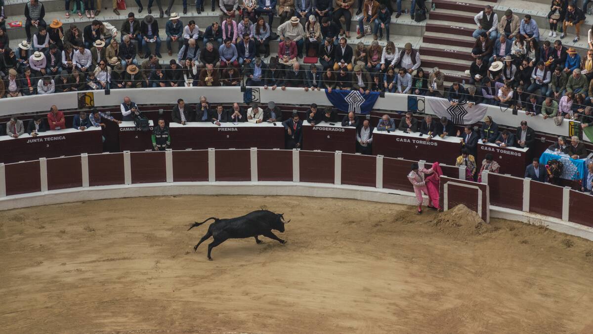 Corridas de toros: El dolor y sufrimiento animal frente a la prohibición